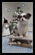 Chihuahua poil long type russe  🥰
