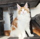 Splendides chatons Maine Coon  rserver