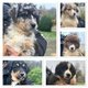 Magnifiques chiots berger australien disponibles...