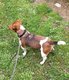 Femelle Jack Russell de deux ans