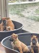 Chiots berger malinois