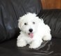 Bichons maltais lev en famille