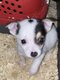 Magnifiques chiots tricolores