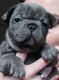 Bouledogue Franais plusieurs  couleur exotique ...