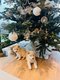 Superbe porte de Shiba Inu