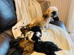 Superbe porte de Shih tzu nains