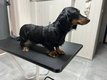 Teckel naine de 3 ans