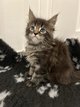 Magnifique bb Maine Coon 🐾