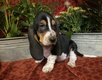 Bbs Basset Hound
