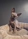 Adorable chatons Sphynx avec pedigree