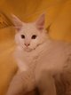 Magnifiques maine coon