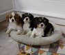 Prachtig Nestje Cavalier King Charles