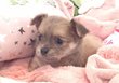 Magnifiques Chiots Chihuahua