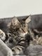 Magnifiques chatons Maine Coon