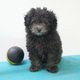 Pomapoo chiots