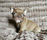 Bouledogue franais