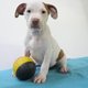 American Staffordshire Terrier chiots