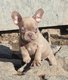 Bouledogue franais isabella