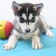 Chiots  Husky Sibrien