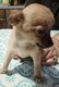 Croise chihuhua
