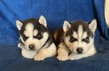 Chiot husky