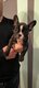 Chiot Bouledogue Franais