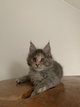 Maine Coon chatons