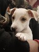 Jack russell chiots poil lisse