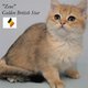Chatons British Shorthair avec pedigree