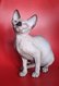 Chaton sphynx