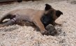 Berger malinois