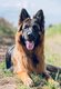 Magnifiques chiots berger allemand pedigr...
