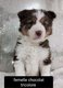 Chiots border collie