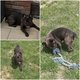 3 bouledogues franais adultes