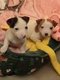 Chiots