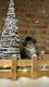 Adorables chatons Maine Coon