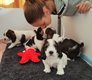 Petit Basset Griffon Venden