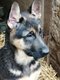 Chiots bergers allemands disponibles de suite