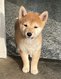 4 bbs Shiba Inu qui vous feront fondre