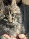 3 Chatons maine coon (nourriture barf)