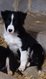 Chiots border collie