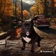 Deux femelle bully exo pocket