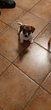 Bebe jack russel