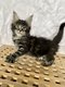 Chatons Maine Coon