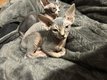 Chaton sphynx