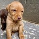 Labrador chocolat et blond