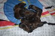 Chiots gros gabarit couleur fonc