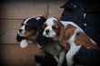 Chiots Cavalier King Charles Spaniel