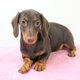 Chiots Teckel Nain chocolat