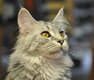 Femelle Maine coon [cherche] beau male Maine Coon...